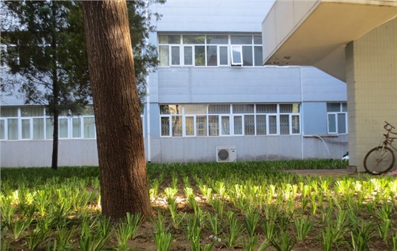 联合大学苔草种植