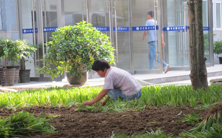 联合大学苔草种植